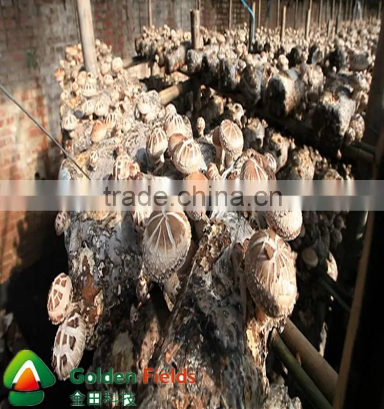 shiitake mushroom spawn
