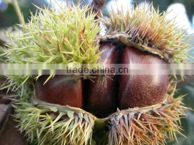 High grade dried chestnuts/health food/dried chestnuts for sale