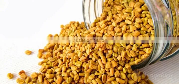 High Grade Fenugreek Seed
