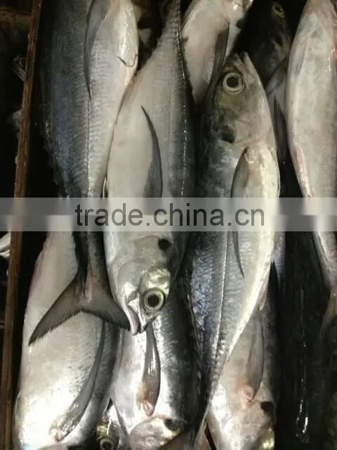 Frozen newly caught Torpedo trevally on sale