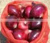 Red & Yellow egyptian onion