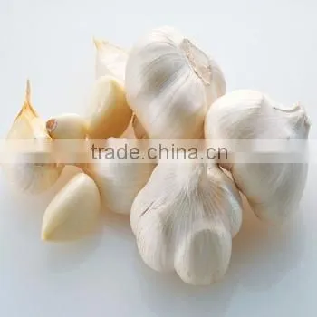 cheapest price new old crop producer of fresh normal white white natural garlic