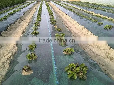 plastic agricultural film with 4.5cm holes