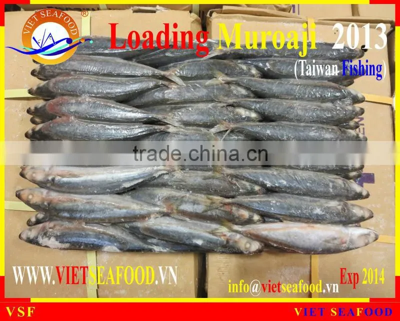 LOADING MUROAJI FOR TUNA BAIT