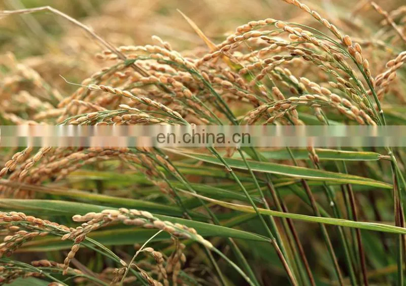 Diesel engine rice husk removing machine