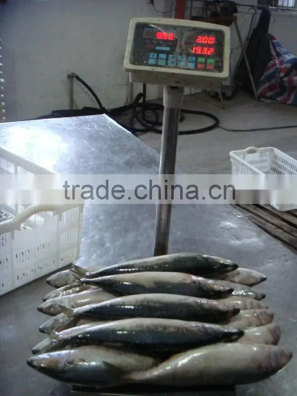 scomber japonicus / frozen Pacific mackerel HG