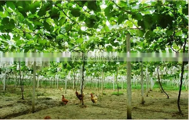 fresh grapes for sale