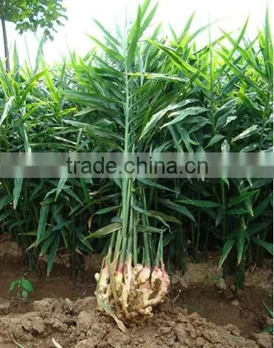 Fresh ginger price price