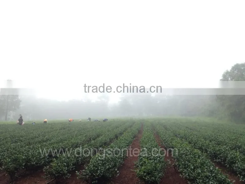 Oolong Jin xuan tea - winter tea
