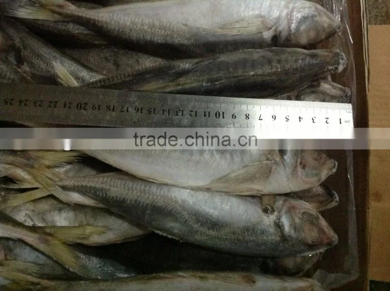 Frozen whole round horse mackerel 20cm from China supplier