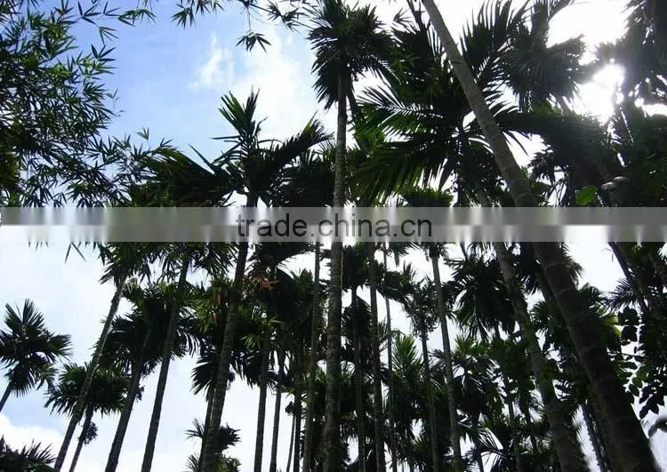 Areca catechu trees