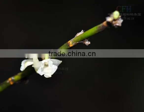 Dendrobium seedling nursery