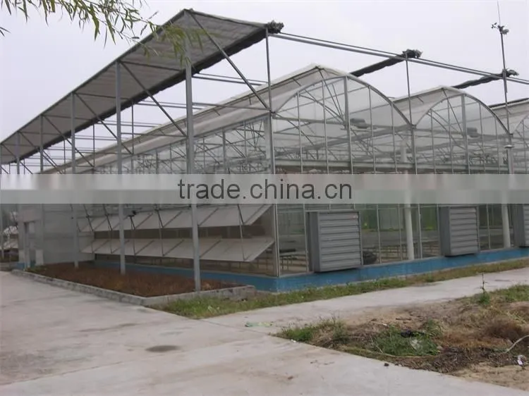 Hot sale multi-span greenhouse with vegetable farming equipment