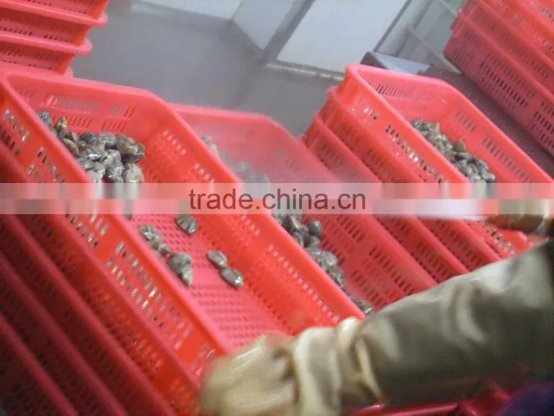 frozen boiled short-necked clam meat
