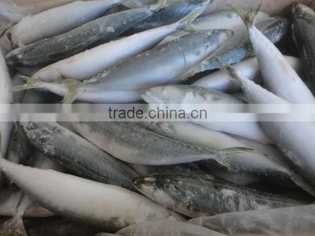 frozen pacific mackrel IQF