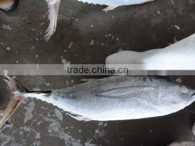 Frozen tuna fish