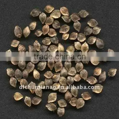 organic buckwheat