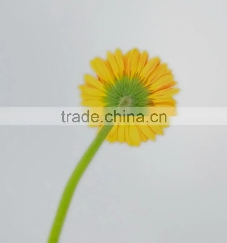 Newest Golden Sun cute gerbera flower