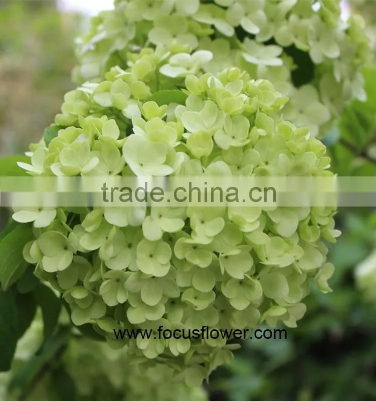Hot Selling Fresh Cut Hydrangea With 50cm Long Stem