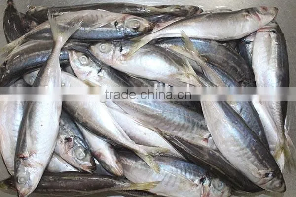 20kg carton frozen horse mackerel fish for sale