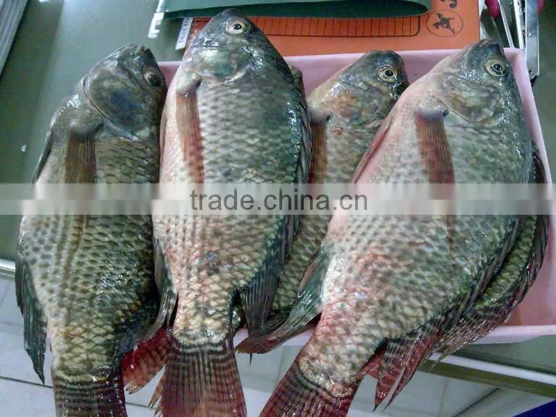 low price frozen tilapia fish gutted and scaled