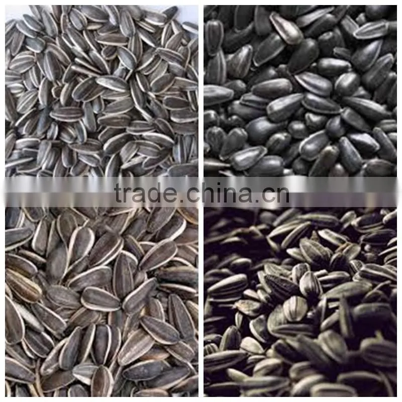 Bulk Buy Chinese sunflower seeds 5009 sunflower seeds