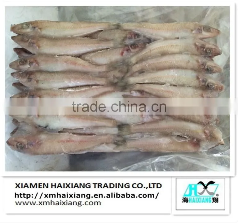 New arrival frozen sardines for bait