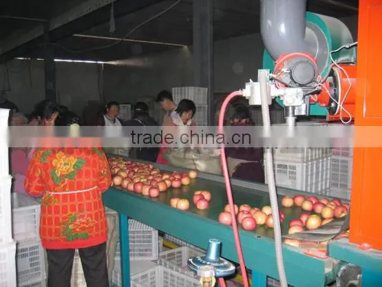 lettuce washing machine/potato sorting machine