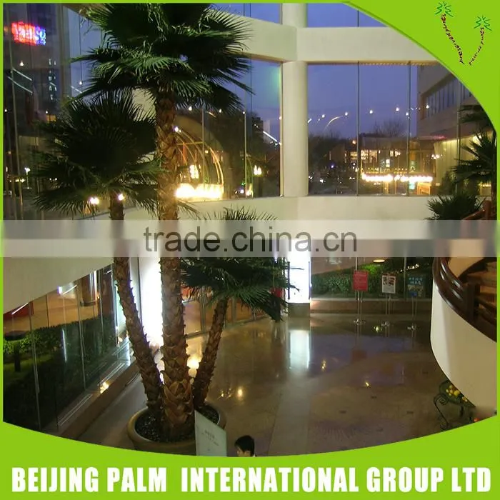 Established Artificial Washington Palm Trees Type House Plant Artificial Plants