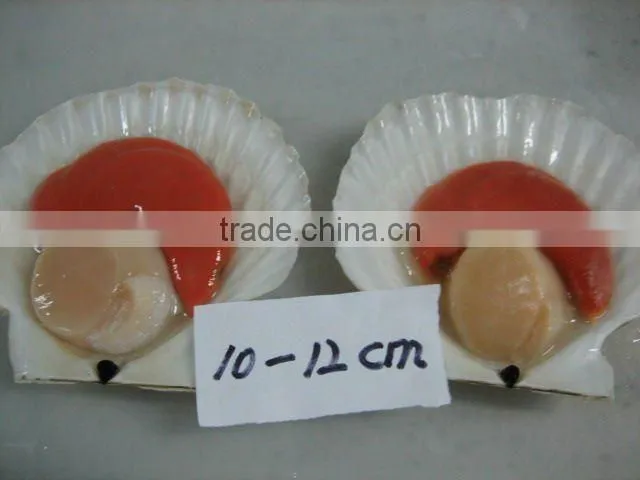 frozen hokkaido scallop