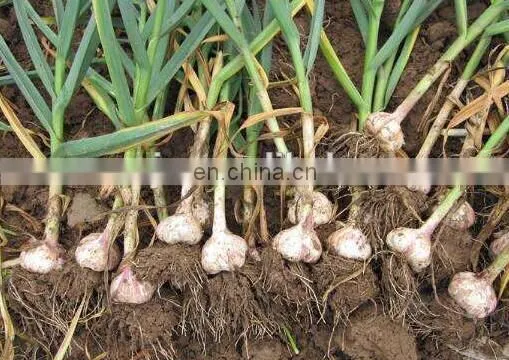Hot Selling 6 Row Garlic Planter/tractor driven garlic seeder with wholesale price