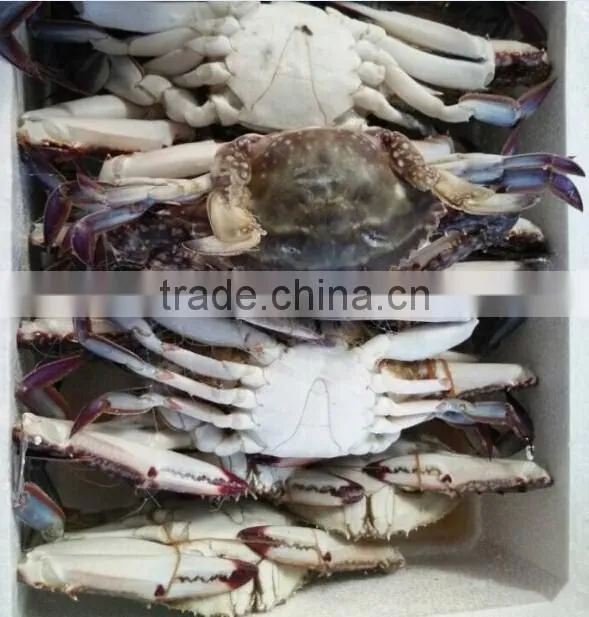 pollock fish is a fish of crab
