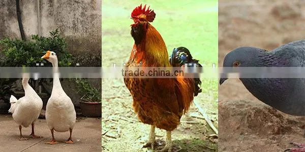 stainless steel chicken plucking machine /chicken plucker/poultry plucking machines