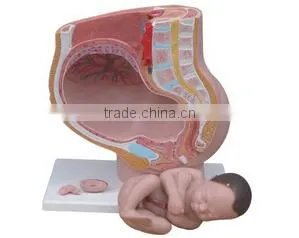 Female sagittal anatomical model 4parts