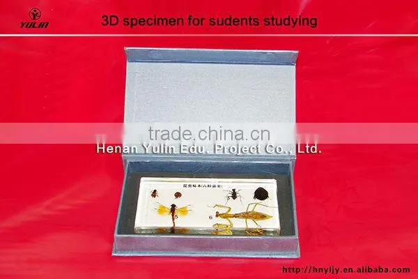 3D specimen