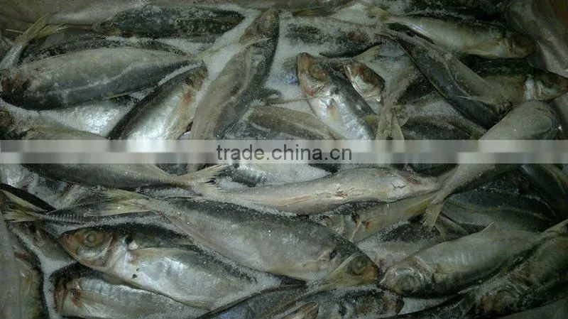 Frozen fish supplier at China