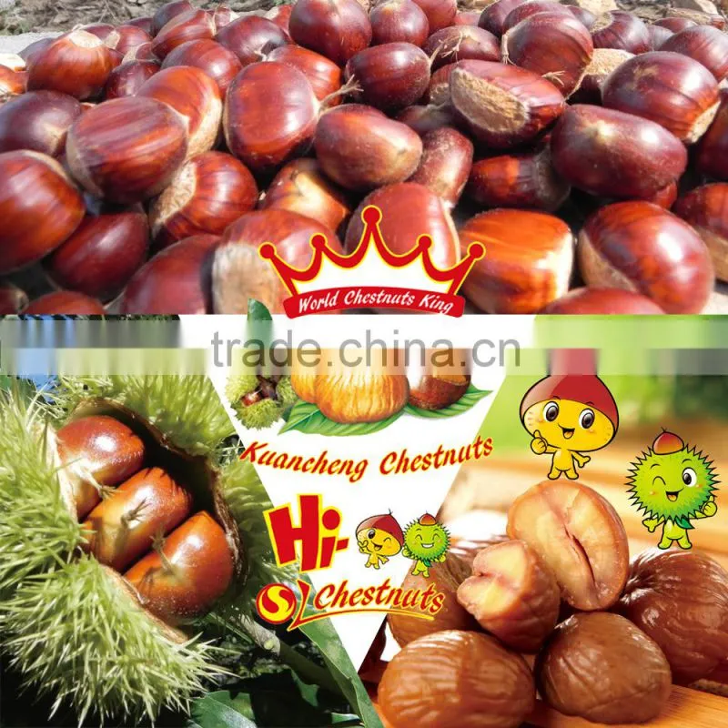 Organic Raw Fresh Chestnut Chinese bulk chestnuts price