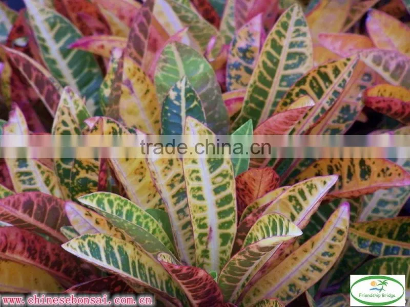 multi color leaves foliage Codiaeum variegatum of outdoor landscaping decorative ornamental plants