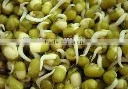 Automatic Bean Sprouting Machine JL260B-Manufacturer/ CE Certificate