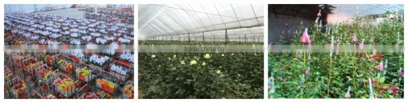 Artificial Plants Statice White Cut Fresh Flowers For Gathering