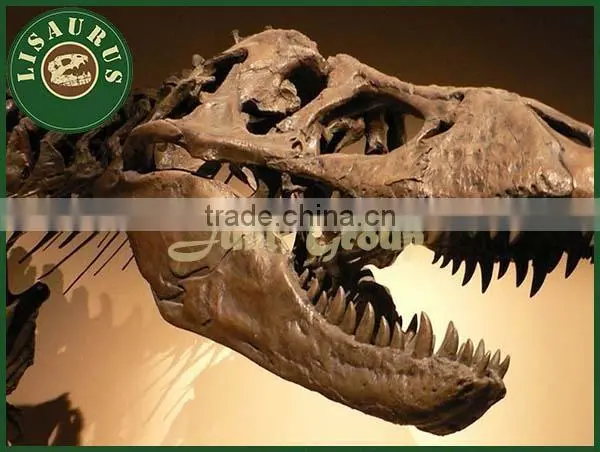 JLDF-0521 T rex dinosaur fossile skull replica