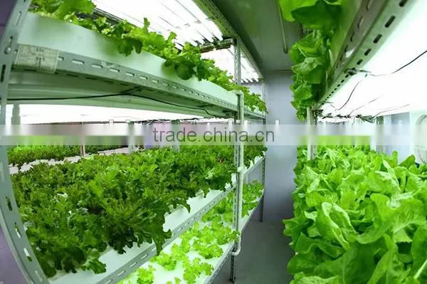 T8 led tube grow light for greenhouse, t8 red blue led plant grow light tube for hydroponic lettuce