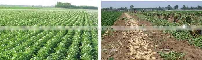 fresh yellow potato from new crop ( china origin)
