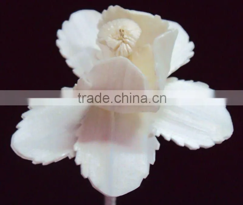 Sola wood flower