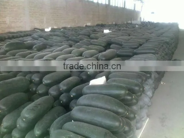 Winter melon