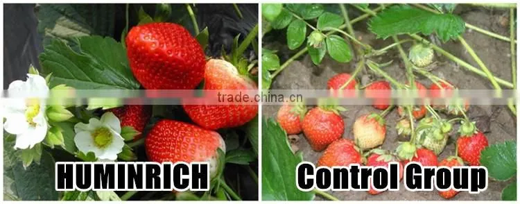 Huminrich Promote Metabolism And Cell Division Amino Acid Granules Form
