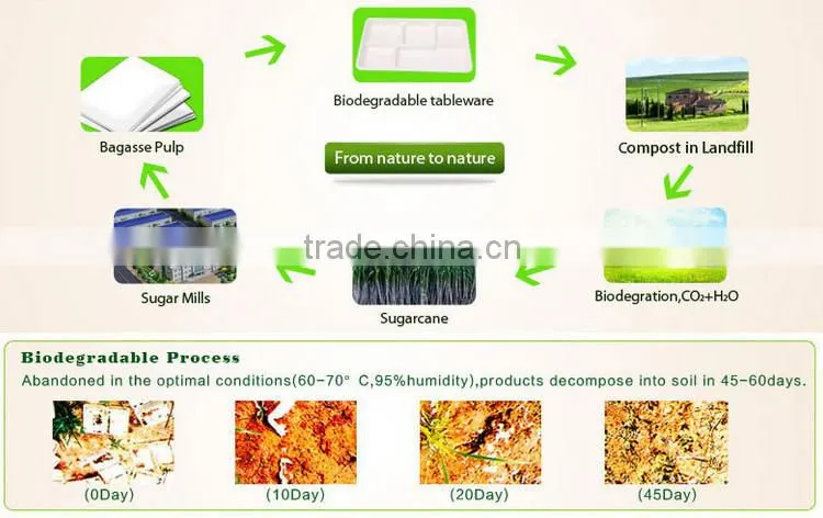 Biodegradable Bagasse Pulp Dessert Tray