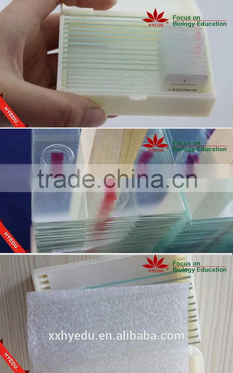 Supply Animal Round Coverglass Student Biological Teaching Slides Individual microscope prepared slide
