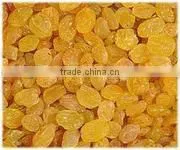 golden raisin-High quality