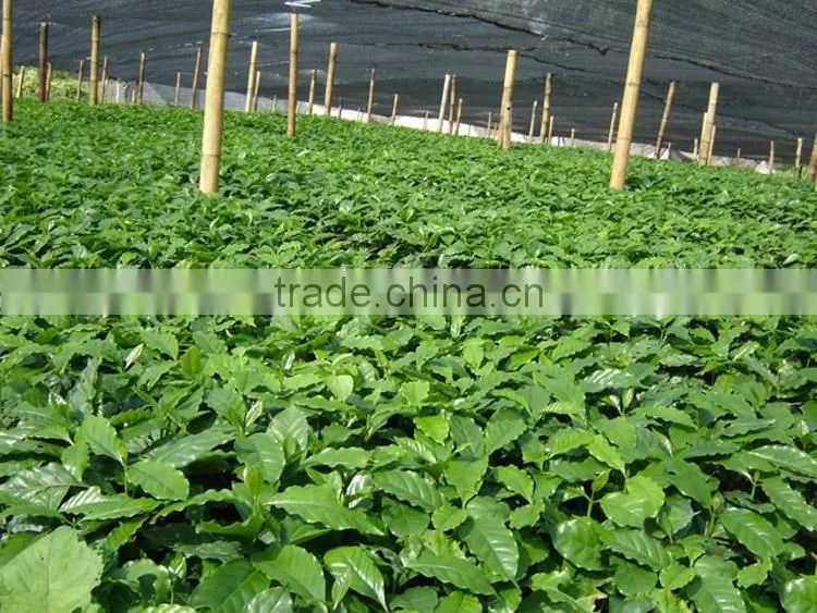 Mangosteen fruit seedling